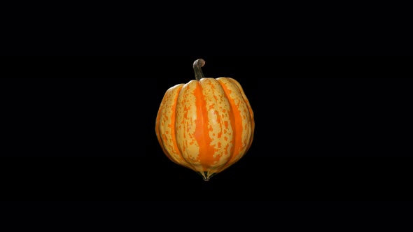 Beautiful Pumpkin on a Black Background