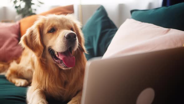 Closeup of Golden Retriever Lying on Sofa in Living Room and Using Laptop for Online Shopping in Pet