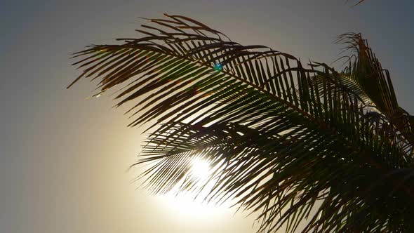 Palm Tree Leaves