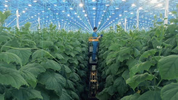 Lady Farmer is Riding Along the Isle and Cultivating Plants