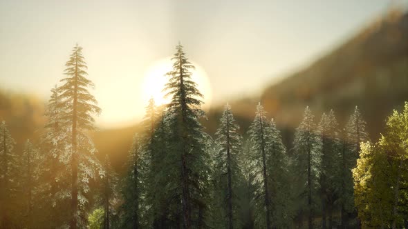 Pine Forest on Sunrise with Warm Sunbeams alt