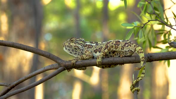 Chameleon on Tree