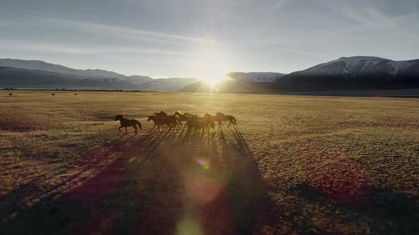 Wild Horses Running