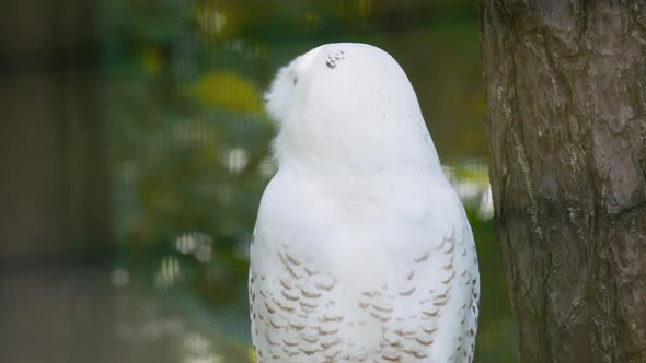 Close-up of snowy owl turning its head around, sitting next to tree