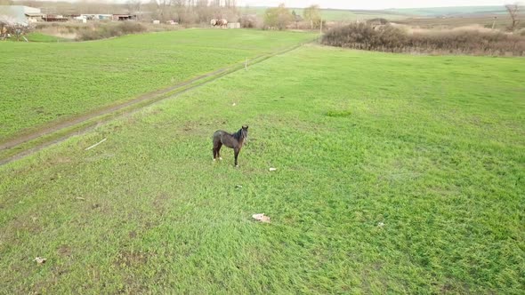 a Young Horse Grazes in a Spring Meadow