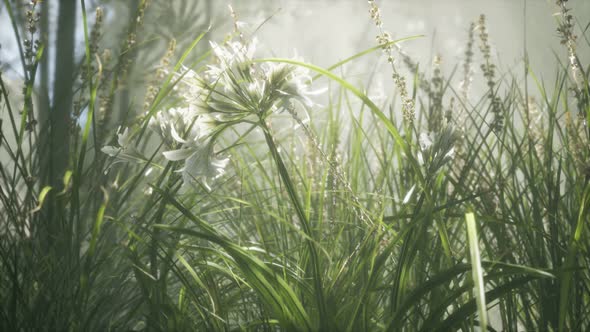 Grass Flower Field with Soft Sunlight for Background.