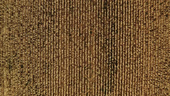 Wide Aerial top view medium shot of yellow corn field