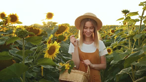 A Woman is Walking Through a Field of Sunflowers with a Basket of Flowers in Her Hands