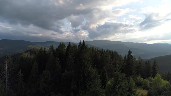 Forest in the Carpathians Top View