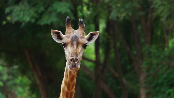 Close-up of giraffe resting in nature