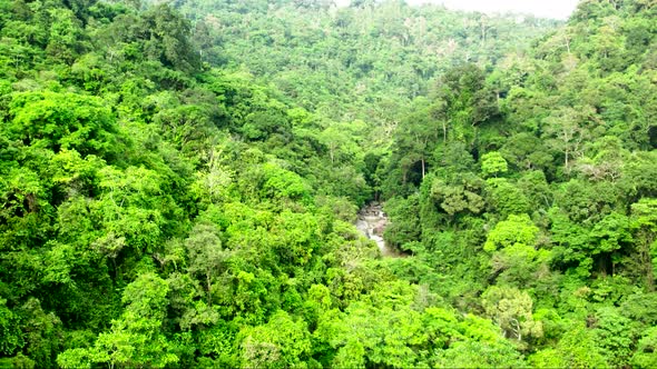 Aerial view of dense tropical rainforest in Ko Samui, Thailand