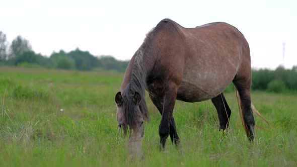 Beautiful Pregnant Horse Grazing in Field