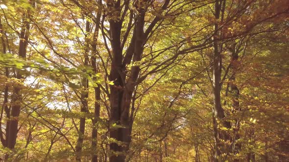 Autumn Forest Nature