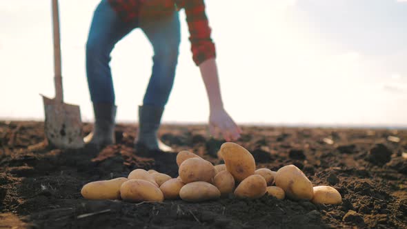 Farmer Digging Up the Potatoes Crop