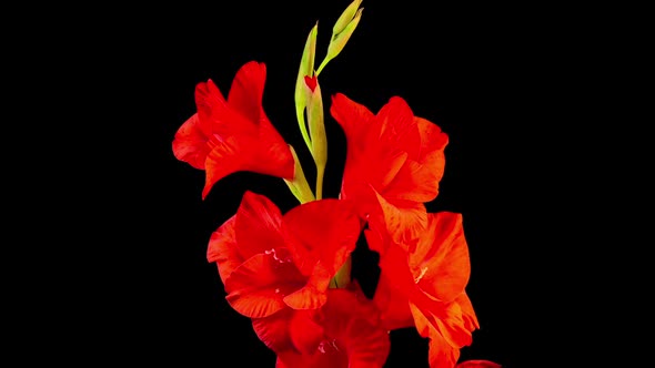 Time lapse of Opening Red Gladiolus Flower
