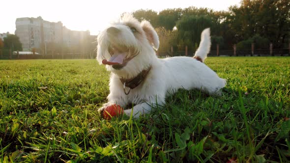 Cute Funny Playful Small Breed Jack Russell Terrier Pet Dog Puppy Wagging His Tail in the Grass