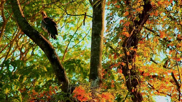 An adult black-face ibis preens itself in the top of a tree with green and orange colors