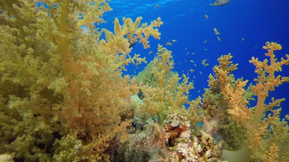 Tropical Yellow Corals