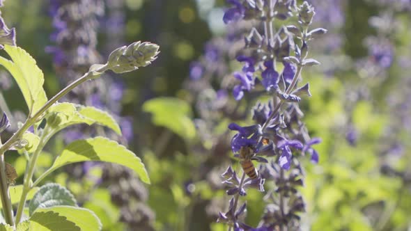 Super slow motion of a honey bee drinking nectar from a purple flower