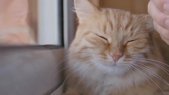 Cute Ginger Cat Dozing on Window Sill. Close Up Slow Motion Footage of Man Stroking His Fluffy Pet.