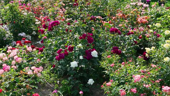Flying over delicate picturesque bush blooming roses on a summer day in the park. Rose garden.