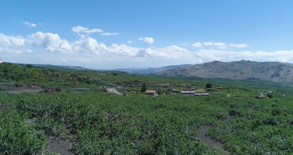 Aerial View of Pistacchio Trees in Bronte