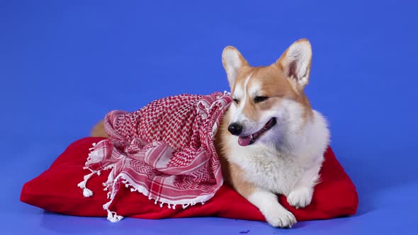 An Adorable Welsh Corgi Pembroke Dog Lies on a Red Pillow Covered with a Blanket
