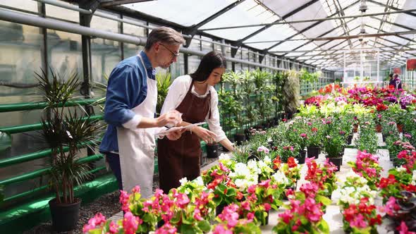 Two positive florists man and woman talking and counting flowers on paper