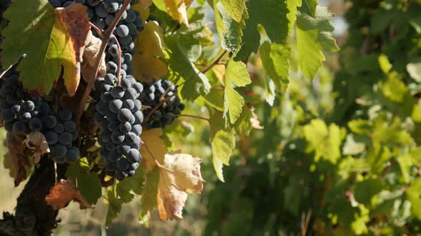 Organic common grape vine fruit 4K 2160p 30fps UltraHD footage - Close-up vineyard with Vitis vinife