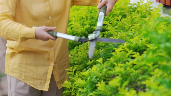 close up hand using big scissors cutting and trimming plant in garden at home