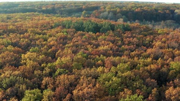 Beautiful flight above the trees. Autumn forest.