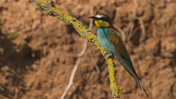 European Beeeater or Merops Apiaster