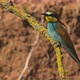 European Beeeater or Merops Apiaster - VideoHive Item for Sale