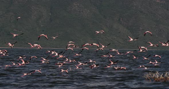 Lesser Flamingo, phoenicopterus minor, Group in Flight, Colony at Bogoria Lake in Kenya