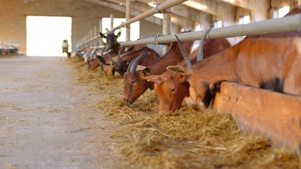 Goats on a Large Goat Farm Eating Hay. Brown When Tasting Fragrant Hay