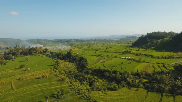 Mountain Landscape Rice Terrace Field Bali Indonesia