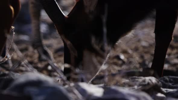 Gemsbok close up grazing in safari