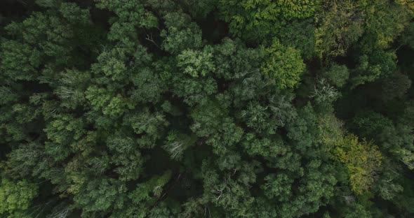 Drone Flight Over The Forest