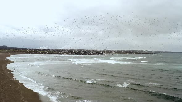 Flock Of Birds Flying By The Coast Of Reykjanes Black Sand Beach In Iceland - Aerial shot