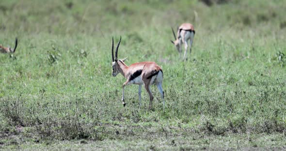 Thomson's gazelles grazing in open field with high weeds, Pan left tracking shot