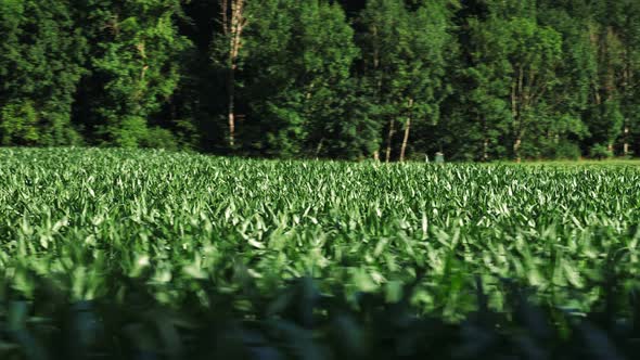 Green Corn Field