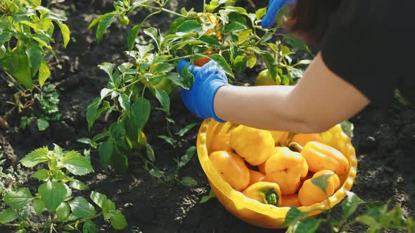 Hand of Farmer Picking Pepper Bell Growing in Greenhause