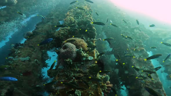 A Closeup of Beautiful Representatives of the Faunafish Like Butterflies Steaming on Land and