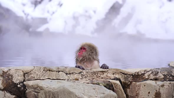 Snow monkeys at Jigokudani hotspring in nagano, Japan