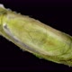 Trichoptera Pupa Under a Microscope Family Hydroptilidae - VideoHive Item for Sale