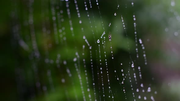 High quality close up of a rain beaded spiders web, with tiny active spider, shallow depth of field