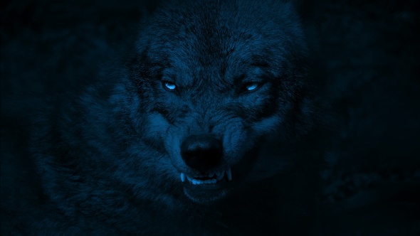 Wolf Growls With Bright Eyes In The Dark