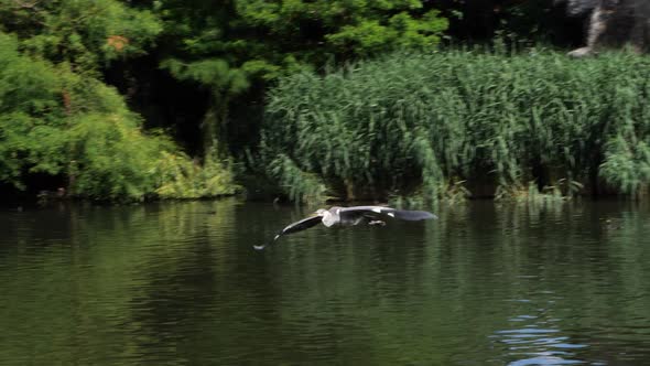 The great blue heron (Ardea herodias) flying over the lake