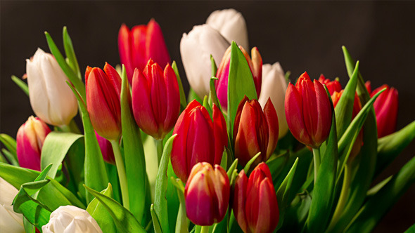 Bouquet of Bright Tulips Blooms 01
