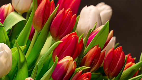 Bouquet of Bright Tulips Blooms 03